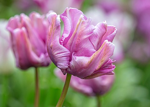MORTON_HALL_WORCESTERSHIRE_CLOSE_UP_PORTRAIT_OF_WHITE_PINK_BLUE_FLOWERS_OF_PARROT_TULIP__TULIPA_BLUE