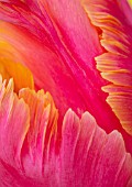 MORTON HALL, WORCESTERSHIRE: CLOSE UP PORTRAIT OF THE ORANGE PARROT TULIP - TULIPA AMAZING PARROT. SPRING, BULBS, TULIPS, PARROTS, ABSTRACT