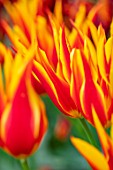 MORTON HALL, WORCESTERSHIRE: CLOSE UP PORTRAIT OF THE LILY FLOWERED TULIP - TULIPA FLY AWAY. SPRING, BULBS, TULIPS
