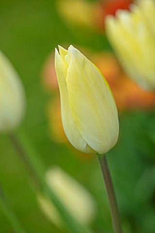 MORTON_HALL_WORCESTERSHIRE_CLOSE_UP_PORTRAIT_OF_THE_CREAM_YELLOW_FLOWERS_OF_TULIP__TULIPA_FIRST_PROU