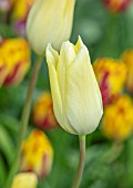 MORTON HALL, WORCESTERSHIRE: CLOSE UP PORTRAIT OF THE CREAM, YELLOW FLOWERS OF TULIP - TULIPA FIRST PROUD . SPRING, BULBS, TULIPS