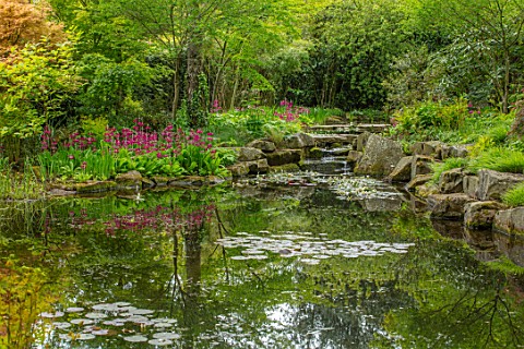 MORTON_HALL_WORCESTERSHIRE_CANDELABRA_PRIMULAS_BESIDE_THE_LOWER_POND_REFLECTIONS_APONOGETON_DISTACHY