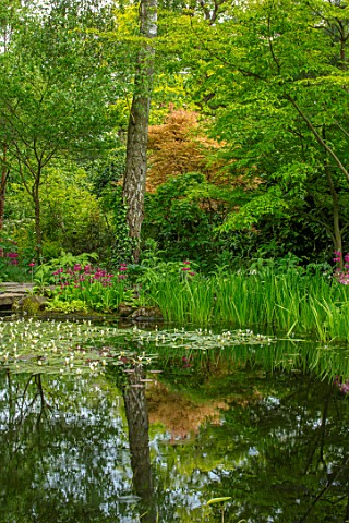 MORTON_HALL_WORCESTERSHIRE_CANDELABRA_PRIMULAS_BESIDE_THE_LOWER_POND_REFLECTIONS_APONOGETON_DISTACHY