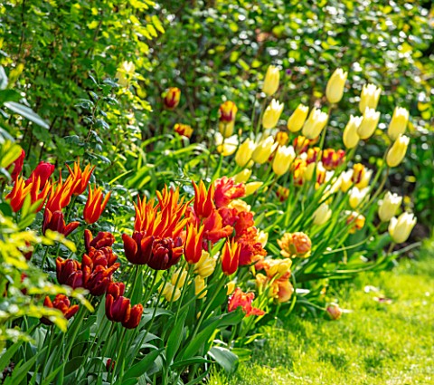 MORTON_HALL_WORCESTERSHIRE_BORDER_WITH_TULIPS_ABU_HASSAN_FLY_AWAY_FIRST_PROUD_BORDERS_BULBS_SPRING_M