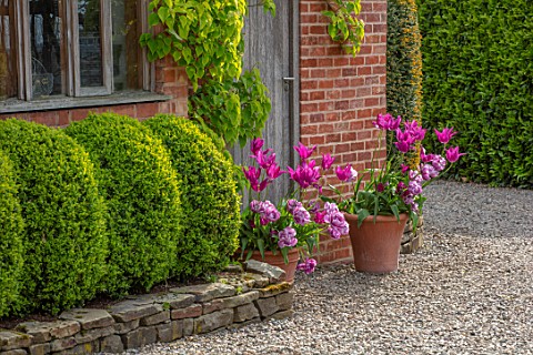 MORTON_HALL_WORCESTERSHIRE_TULIPS_IN_TERRACOTTA_CONTAINER_APRIL_SPRING_BORDERS_BULBS_GRAVEL_TULIPA_P