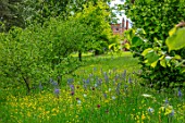 MORTON HALL, WORCESTERSHIRE: THE DRIVE, PARKLAND, MEADOW IN SPRING WITH WILDFLOWERS AND CAMASSIA LEICHTLINII CAERULEA, ALLIUM PURPLE SENSATION