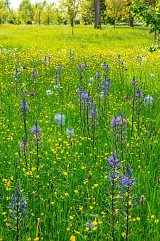 MORTON_HALL_WORCESTERSHIRE_THE_DRIVE_PARKLAND_MEADOW_SPRING_BUTTERCUPS_WILDFLOWERS_CAMASSIA_LEICHTLI