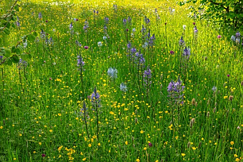 MORTON_HALL_WORCESTERSHIRE_THE_DRIVE_PARKLAND_MEADOW_SPRING_BUTTERCUPS_WILDFLOWERS_CAMASSIA_LEICHTLI