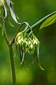 MORTON HALL, WORCESTERSHIRE: CLOSE UP PORTRAIT OF THE CREAMY, GREEN FLOWERS OF DISPORUM CANTONIENSE GREEN GIANT. CHINESE WOODLAND PERENNIALS, SPRING, SHADE