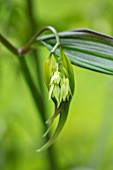 MORTON HALL, WORCESTERSHIRE: CLOSE UP PORTRAIT OF THE CREAMY, GREEN FLOWERS OF DISPORUM CANTONIENSE GREEN GIANT. CHINESE WOODLAND PERENNIALS, SPRING, SHADE