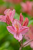 MORTON HALL, WORCESTERSHIRE: CLOSE UP PORTRAIT OF THE PINK FLOWERS OF AZALEA, SPRING, MAY, SHADE, SHADY, SHRUBS