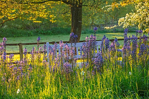 PETTIFERS_OXFORDSHIRE_DESIGNER_GINA_PRICE_CAMASSIA_LEICHTLINII_AND_WHITE__FLOWERS_OF_SPRING_BLOSSOM_