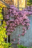 PETTIFERS, OXFORDSHIRE: PLANT PORTRAIT OF PINK FLOWERING CLEMATIS COVERING OIL TANK. SPRING