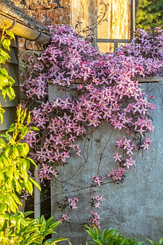 PETTIFERS_OXFORDSHIRE_PLANT_PORTRAIT_OF_PINK_FLOWERING_CLEMATIS_COVERING_OIL_TANK_SPRING