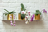 JAMIES JUNGLE, LONDON HOUSE OF JAMIE SONG: APARTMENT FILLED WITH HOUSEPLANTS. INDOORS, GREEN INTERIORS, PHALAEONOPSIS ORCHIDS IN GOLD CONTAINERS ON SHELF