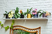 JAMIES JUNGLE, LONDON HOUSE OF JAMIE SONG: APARTMENT FILLED WITH HOUSEPLANTS. INDOORS, GREEN INTERIORS, PHALAEONOPSIS ORCHIDS IN CONTAINERS ON SHELF