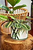 JAMIES JUNGLE, LONDON HOUSE OF JAMIE SONG: HOUSEPLANTS. INDOORS, GREEN INTERIORS, GREEN, FOLIAGE, LEAF, LEAVES OF MARANTA LEUCONEURA IN CONTAINER ON STAND