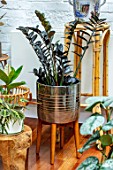 JAMIES JUNGLE, LONDON HOUSE OF JAMIE SONG: APARTMENT FILLED WITH HOUSEPLANTS. INDOORS, GREEN INTERIORS, WOODEN STAND, SILVER CONTAINER, ZAMIOCULCAS ZAMIIFOLIA RAVEN