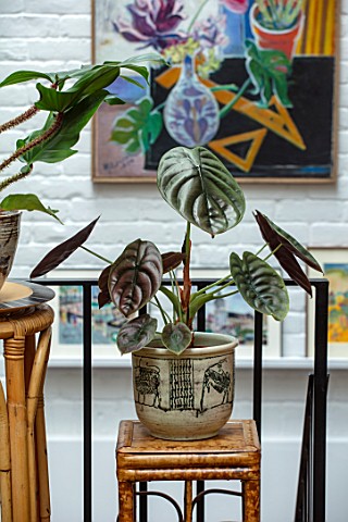 JAMIES_JUNGLE_LONDON_HOUSE_OF_JAMIE_SONG_APARTMENT_FILLED_WITH_HOUSEPLANTS_INDOORS_GREEN_INTERIORS_W