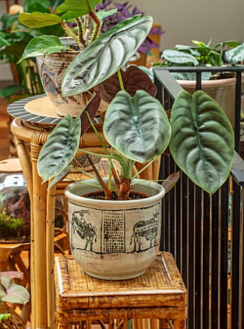 JAMIES_JUNGLE_LONDON_HOUSE_OF_JAMIE_SONG_APARTMENT_FILLED_WITH_HOUSEPLANTS_INDOORS_GREEN_INTERIORS_W