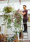 JAMIES JUNGLE, LONDON HOUSE OF JAMIE SONG: APARTMENT FILLED WITH HOUSEPLANTS. INDOORS, GREEN INTERIORS,  JAMIE SONG WATERING ON LADDER