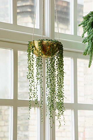 JAMIES_JUNGLE_LONDON_HOUSE_OF_JAMIE_SONG_HOUSEPLANTS_INDOORS_GREEN_INTERIORS_HANGING_GOLD_CONTAINER_