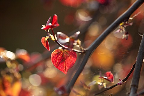 CLOSE_UP_PORTRAIT_OF_THE_EMERGING_NEW_DARK_RED_LEAVES_OF_CERCIS_CANADENSIS_RUBY_FALLS_FOLIAGE_LEAVES