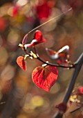 CLOSE UP PORTRAIT OF THE EMERGING NEW DARK RED LEAVES OF CERCIS CANADENSIS RUBY FALLS. FOLIAGE, LEAVES, SHRUBS, SPRING, REDBUD