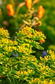 DESIGNER JAMES SCOTT, THE GARDEN COMPANY: CLOSE UP PLANT PORTRAIT OF EUPHORBIA POLYCHROMA, PERENNIALS, FLOWERS, PETALS, BLOOMS, SPRING, MAY, LIME GREEN, YELLOW, SPURGES
