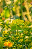 DESIGNER JAMES SCOTT, THE GARDEN COMPANY: CLOSE UP PLANT PORTRAIT OF EUPHORBIA POLYCHROMA, PERENNIALS, FLOWERS, PETALS, BLOOMS, SPRING, MAY, LIME GREEN, YELLOW, SPURGES