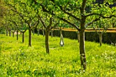 PAINSWICK ROCOCO GARDEN, GLOUCESTERSHIRE: ART UNBOUND: FRUIT TREES, SCULPTURE SHARP DART OF LONGING BY LUKE DICKINSON
