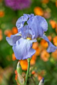 DESIGNER JAMES SCOTT, THE GARDEN COMPANY: CLOSE UP PLANT PORTRAIT OF THE BLUE FLOWERS OF IRIS JANE PHILLIPS. IRISES, TALL, BEARDED, IRISES