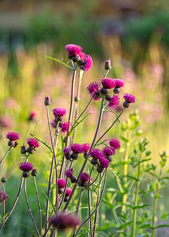 PETRA_HOYER_MILLAR_GARDEN_OXFORDSHIRE_CASTLE_END_HOUSE_PLANT_PORTRAIT_OF_RED_PINK_FLOWERS_OF_CIRSIUM
