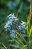 PETRA HOYER MILLAR GARDEN, OXFORDSHIRE: CASTLE END HOUSE. PLANT PORTRAIT OF BLUE FLOWERS OF AMSONIA TABERNAEMONTANA, FLOWERING, BLOOMING