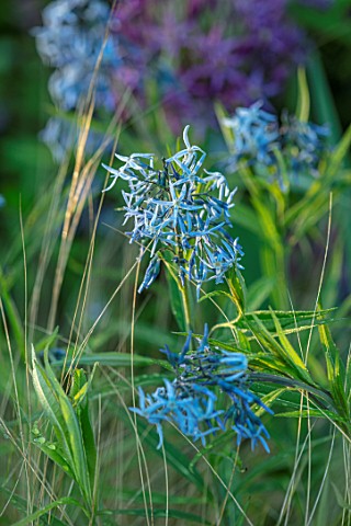 PETRA_HOYER_MILLAR_GARDEN_OXFORDSHIRE_CASTLE_END_HOUSE_PLANT_PORTRAIT_OF_BLUE_FLOWERS_OF_AMSONIA_TAB