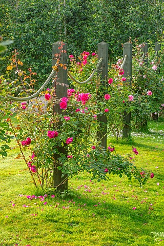 ROOKERY_FARM_SURREY_ROPE_ROSE_SWAGS_ON_THE_LAWN__ROSES_CLAIRE_AUSTIN_GENEROUS_GARDENER_COMPASSION_PI