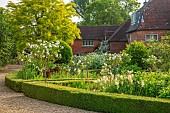 ROOKERY FARM, SURREY: THE WHITE GARDEN - BOX HEDGES, HEDGING, WHITE ROSES - ROSA ICEBERG, PERENNIALS, FLOWERING, BLOOMS, BLOOMING, SUMMER