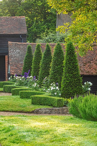 ROOKERY_FARM_SURREY_GRASS_BOX_HEDGES_HEDGING_COURTYARD_GARDEN_ROW_OF_TOPIARY_SHAPED_YEWS_DELPHINIUM_
