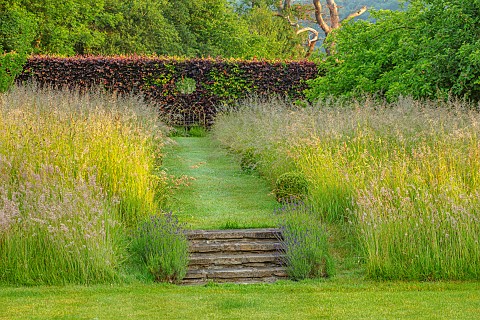ROOKERY_FARM_SURREY_GRASS_PATH_STEPS_MEADOW_METAL_SEAT_BENCH_AND_HOLE_IN_COPPER_BEECH_HEDGE_SUMMER_B