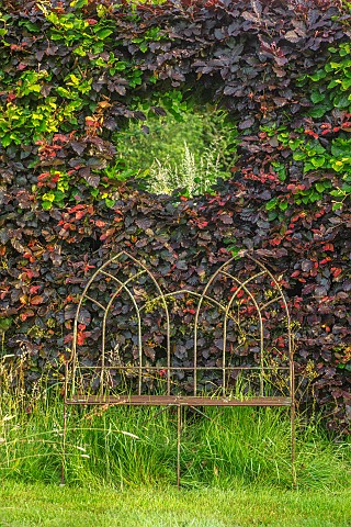 ROOKERY_FARM_SURREY_METAL_SEAT_BENCH_AND_HOLE_IN_COPPER_BEECH_HEDGE_SUMMER_HEDGING_HEDGES_GARDENS_SE