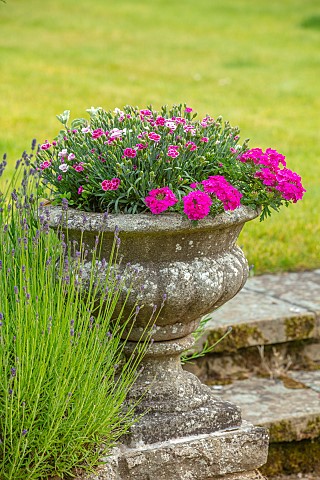 ROOKERY_FARM_SURREY_STONE_URN_CONTAINER_WITH_PINK_PINKS_DIANTHUS_AND_VERBENA