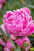 ROOKERY FARM, SURREY: CLOSE UP OF PINK FLOWERS OF PAEONIA, PEONY  ALEXANDER GRAHAM BELL, PERENNIALS, SUMMER