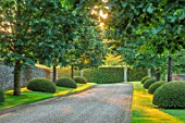 WINSON MANOR, GLOUCESTERSHIRE: MAIN AVENUE IN MORNING, SILVER LIMES, TILIA TOMENTOSA, TOPIARY YEW CLIPPED TOPIARY DOMES, SUMMER, ENGLISH, COUNTRY, GARDENS