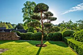 WINSON MANOR, GLOUCESTERSHIRE: LAWN, CLIPPED TOPIARY YEW HEDGES, HEDGING, CLOUD PRUNED SCOTS PINE - PINUS SYLVESTRIS, TREES, SUMMER, GREEN, GARDENS
