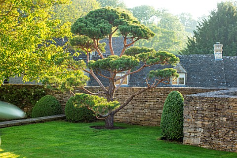 WINSON_MANOR_GLOUCESTERSHIRE_LAWN_WALL_CLIPPED_TOPIARY_CLOUD_PRUNED_SCOTS_PINE__PINUS_SYLVESTRIS_TRE
