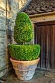 WINSON MANOR, GLOUCESTERSHIRE: TERRACOTTA CONTAINER, WALL, CLIPPED TOPIARY BOX, BUXUS, SUMMER, GREEN, GARDENS
