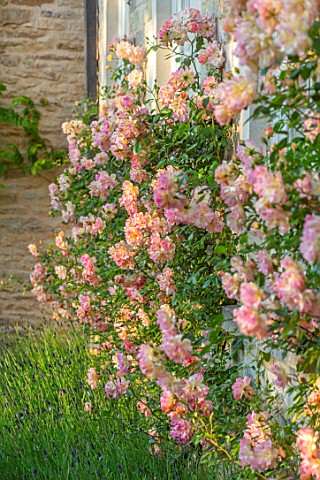 WINSON_MANOR_GLOUCESTERSHIRE_LAVENDER_AND_ROSES__ROSA_PHYLLIS_BIDE_AGAINST_WALL_FRAGRANT_SCENTED_RAM