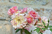 WINSON MANOR, GLOUCESTERSHIRE: CLOSE UP OF PINK FLOWERS OF ROSE - ROSA PHYLLIS BIDE, FRAGRANT, SCENTED, RAMBLING, CLIMBING, SHRUBS, SUMMER, FLOWERING, BLOOMS