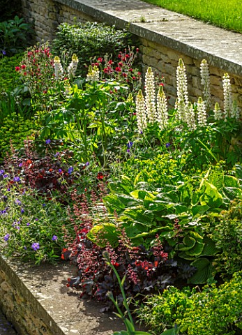 WINSON_MANOR_GLOUCESTERSHIRE_HEUCHERAS_AND_WHITE_LUPINS_IN_SUNKEN_RAISED_BED_BESIDE_LAWN_SUMMER_BORD