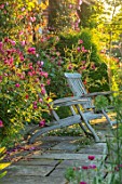 MANOR FARM, CHESHIRE: THE LONG TERRACE - ROSES - ROSA BURGUNDY ICE, WOODEN SEATS, PLEACHED HAWTHORNS IN BACKGROUND, PATIO, SUNRISE